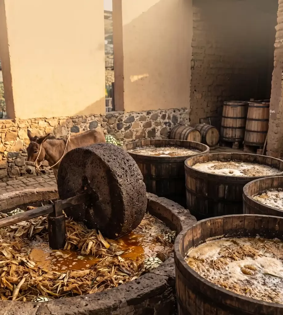 Extraction and Fermentation