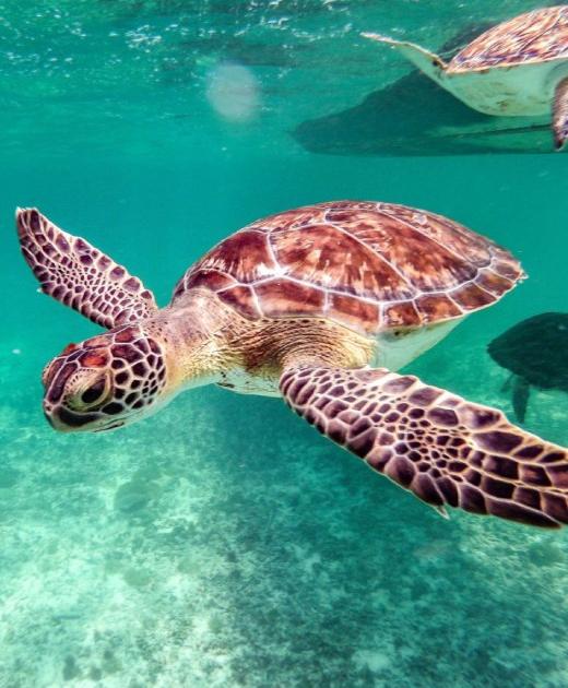 turtle-img